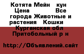Котята Мейн - кун › Цена ­ 19 000 - Все города Животные и растения » Кошки   . Курганская обл.,Притобольный р-н